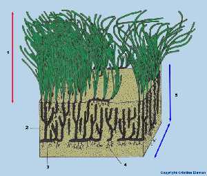 Figura 3. Seccin vertical de una pradera de Posidonia oceanica. 1 hojas, 2 rizoma de crecimiento vertical, 3 rizoma de crecimiento horizontal, 4 races, 5 mata. 