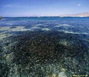 Figura 4. Arrecife barrera de Posidonia en La Azoha 