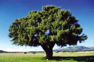 Enebro albar (Juniperus oxycedrus subsp. badia)