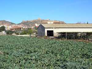 Bancal de Alcachofa al fondo castillo de Lorca