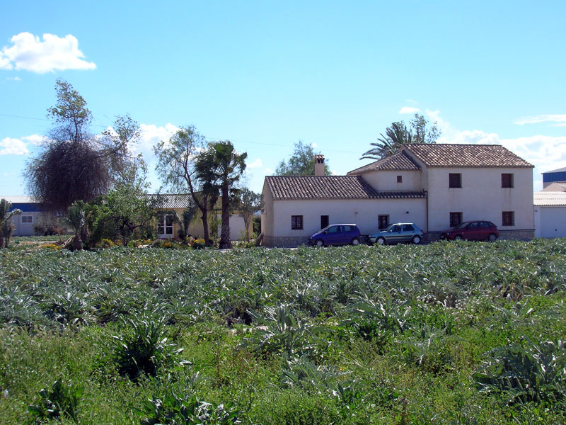 Campo alcachofas en Tercia [Tercia]. 