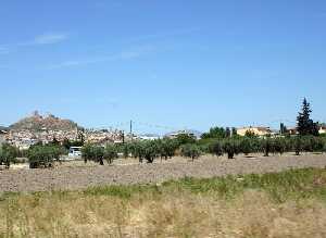 Vista de oliveras y al fondo castillo de Lorca