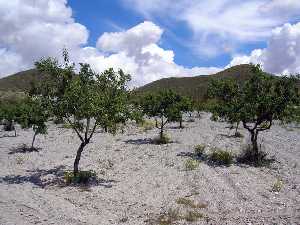 Campo de almendros en El Saladillo (Mazarrn) 