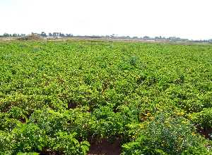 Vista de plantacin de patatas