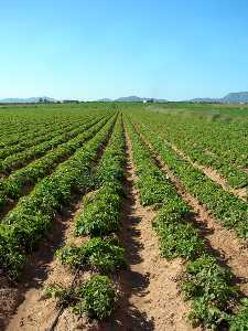 Plantacin de patatas en Miranda (Cartagena) 