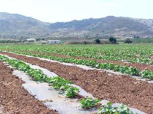Plantacin de melones y sandas en Aguaderas (Lorca) 