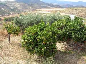 Naranjos y Olivos