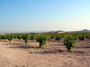 Cultivos de Corvera (Murcia) 