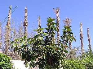 Ficus y palmeras
