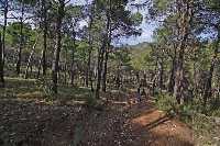 Caminando bajo el dosel forestal de Las Alqueras (SL-MU 2)
