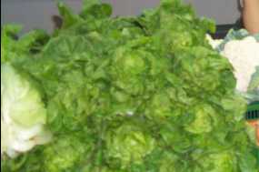 Lechuga