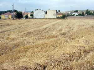 Agricultura, cereal 