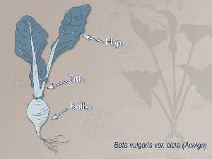 Ilustraci�n descriptiva de la planta [Acelgas]