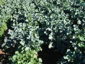 Plantaci�n de br�coli en el Huerto [Producto]