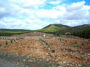 Nueva plantacin de Peros de Cehegn desarrollada en el proyecto del IMIDA [Pero de Cehegn]