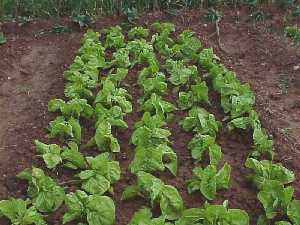 Huerta tradicional con plantaci�n de acelgas [Acelgas]