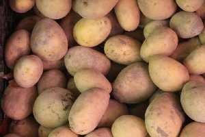 Patatas reci�n cogidas [Patata]