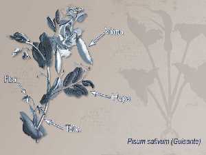 Ilustracin descriptiva de la planta [Guisante]