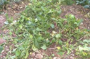 Plantaci�n de r�banos 