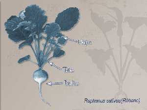 Im�gen descriptiva de la planta [R�bano]