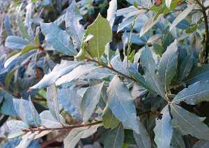 Ramas del árbol de laurel [Laurel]
