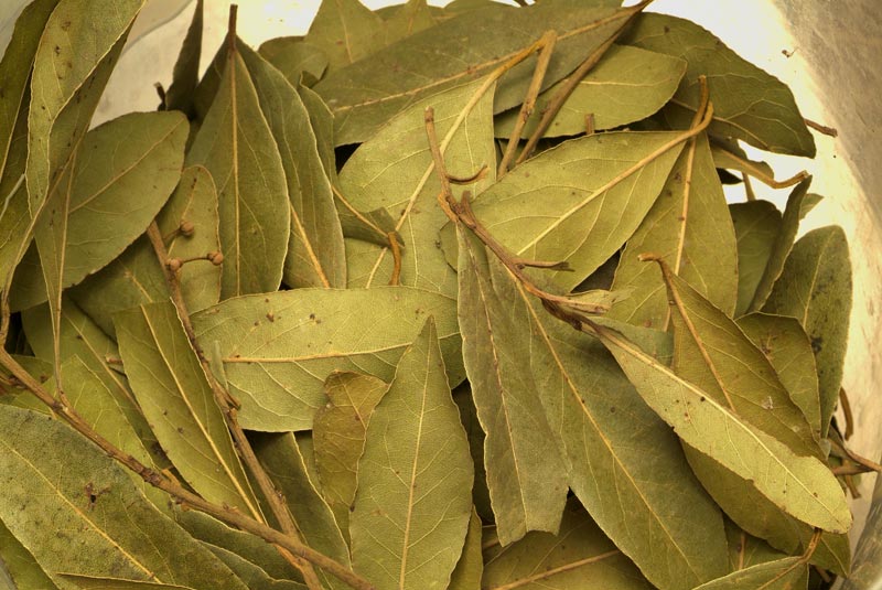 Hojas de laurel seco