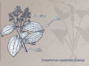 Ilustraci�n descriptiva de la planta 