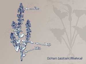 Ilustraci�n descriptiva de la planta [Albahaca]