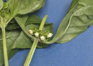 Detalle de flor de la albahaca [Albahaca]