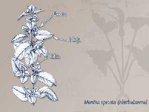 Ilustracin descriptiva de la planta 