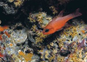 Multitud de peces de colores se alojan entre los corales del pecio