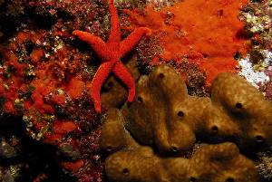 Estrella de mar entre corales