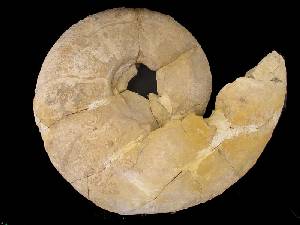 Ammonites de unos 50 cm del CretÃ¡cico inferior. Aula de la Naturaleza del Rellano (Molina)