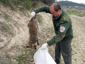 Un agente medioambiental recoge un zorro vctima del veneno