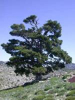 Pinares de Pinus nigra