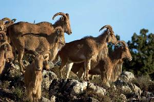 El arru constituye una fuente de alimento esencial para cientos de animales en Sierra Espua