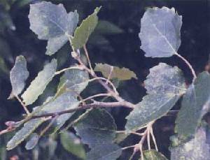 Las hojas del lamo bastardo son ovadas con el margen dentado