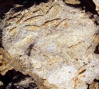 Calizas con nummulites del Eoceno del barranco de Hondares, (Moratalla)