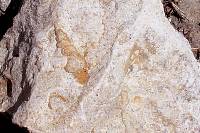 Calizas con gasterpodos del Oligoceno del barranco de Hondares, (Moratalla)