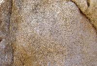 Calizas con nummulites del Eoceno de la sierra de la Pila (Fortuna)