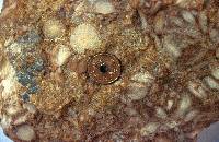 Detalle de las calizas con nummulites del Eoceno malguide de la Sierra Espua