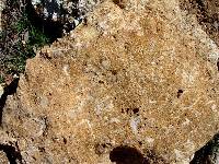 Detalle de las calizas bioclsticas del Mioceno medio del Carrascal de Bagil (Moratalla)
