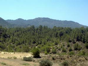 Vegetacin en la Sierra de la Almenara 