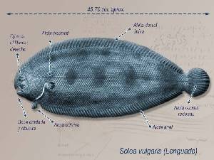 Ilustración descriptiva Ilustración descriptiva