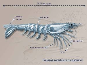 Ilustración descriptiva Ilustración descriptiva
