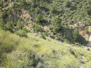 Espartizal en una ladera de solana. P. R. Sierra del Carche.