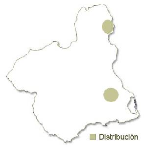 Distribucin de nctulos en la Regin de Murcia