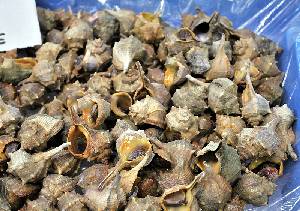 Ca�a�llas frescas [Ca�a�llas ]