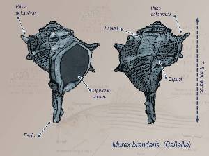 Ilustraci�n Descriptiva 