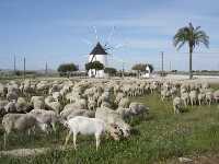 Molino y ovejitas 
